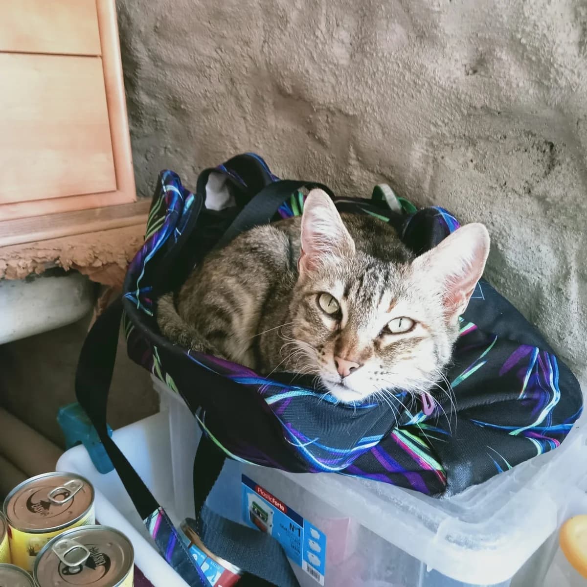 Aiko,  Mixed Breed for adoption at ADA Gran Canaria, Gran Canaria