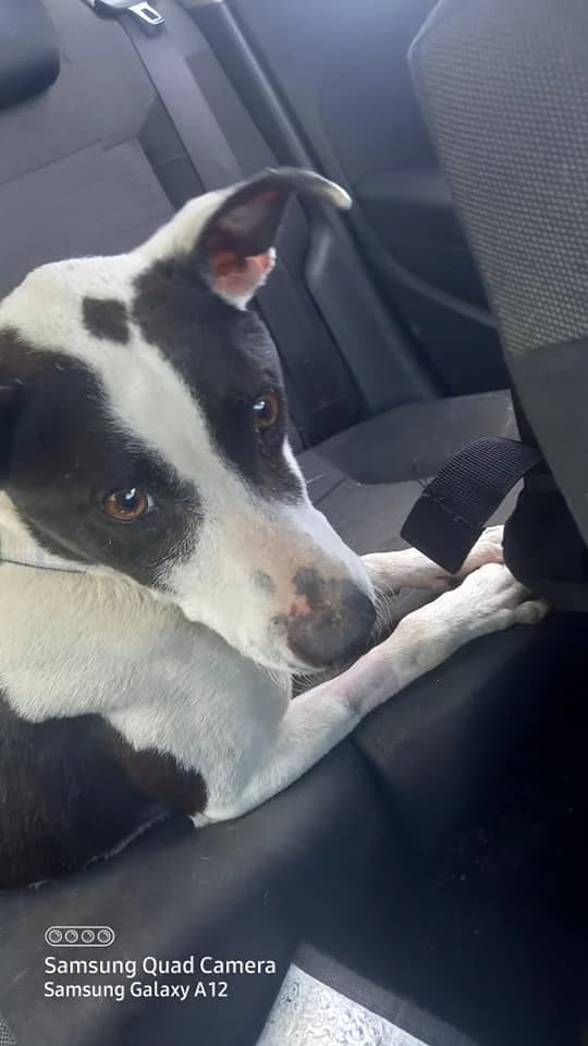 Coffee,  Mixed Breed for adoption at ADA Gran Canaria, Gran Canaria