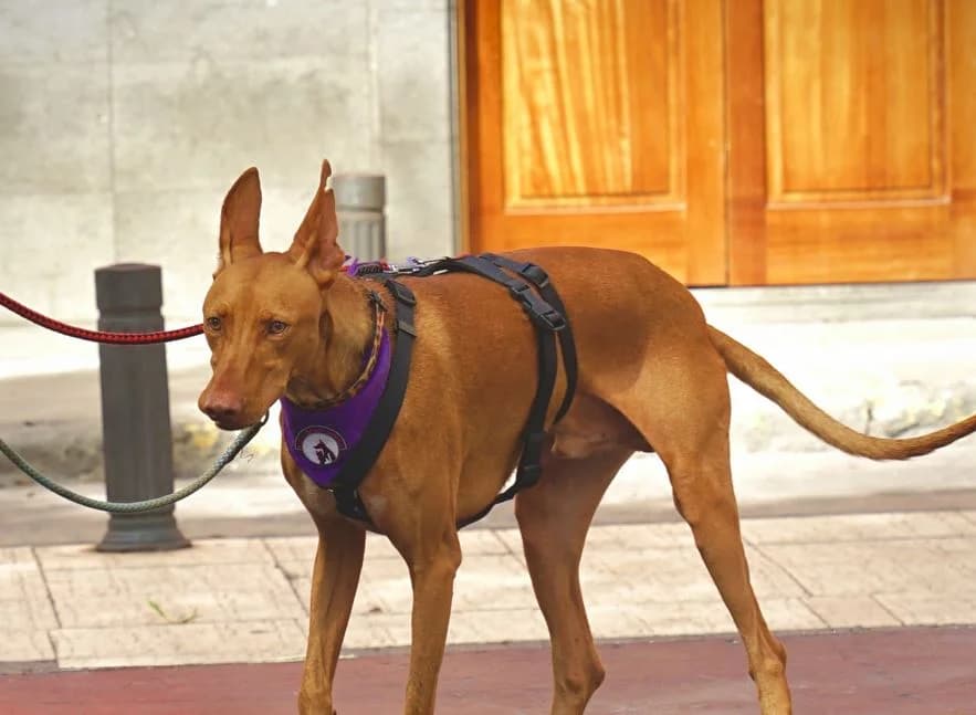 Clay,  Mixed Breed for adoption at ADA Gran Canaria, Gran Canaria