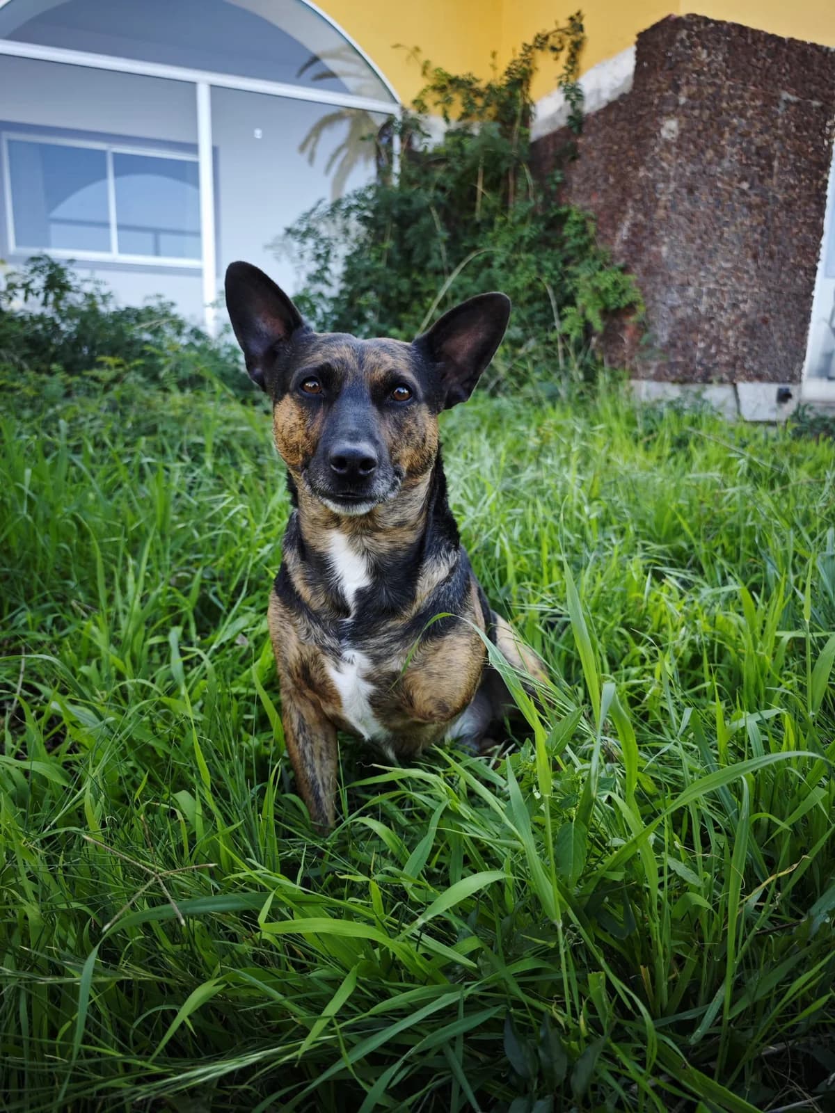 Capitán Garfio,  Mixed Breed for adoption at ADA Gran Canaria, Gran Canaria