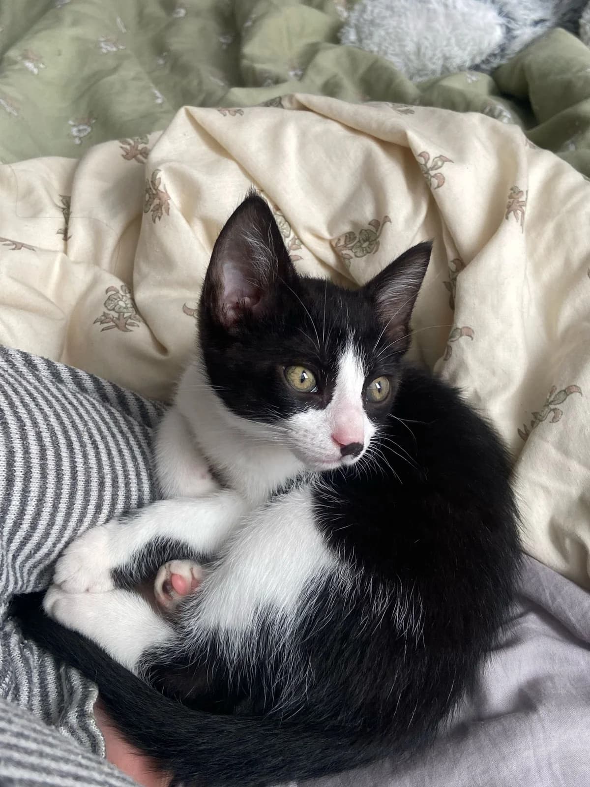 Barti,  Mixed Breed for adoption at ADA Gran Canaria, Gran Canaria