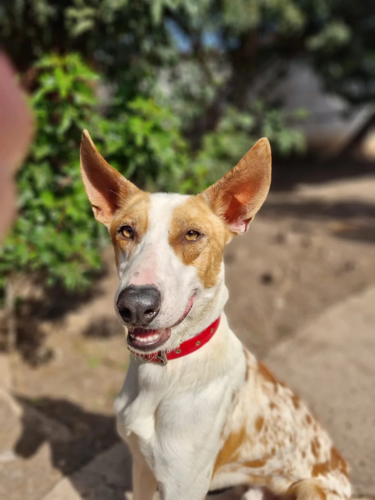 Chewie,  Mixed Breed for adoption at ADA Gran Canaria, Gran Canaria