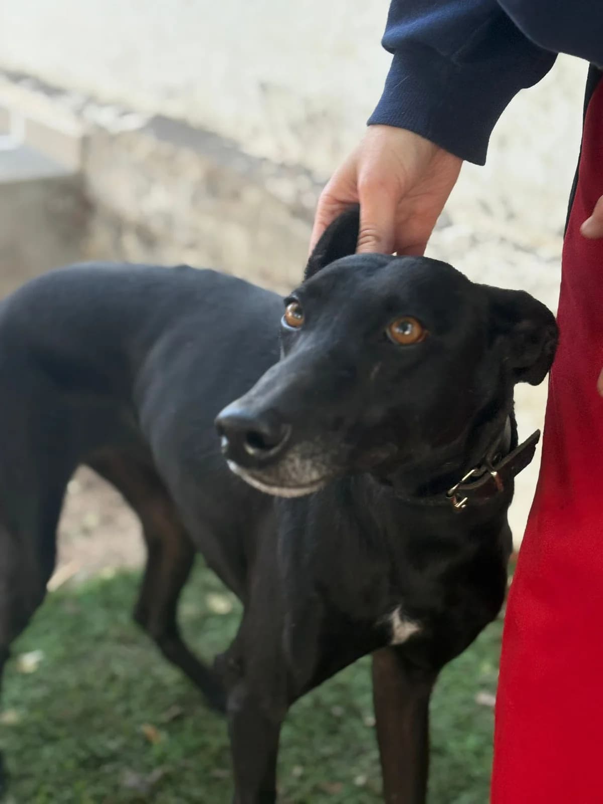 Lava (Preadoptada),  Mixed Breed for adoption at ADA Gran Canaria, Gran Canaria