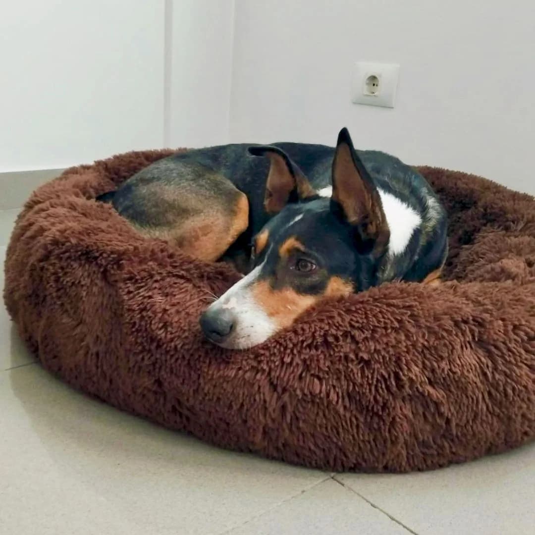 Luke,  Mixed Breed for adoption at ADA Gran Canaria, Gran Canaria