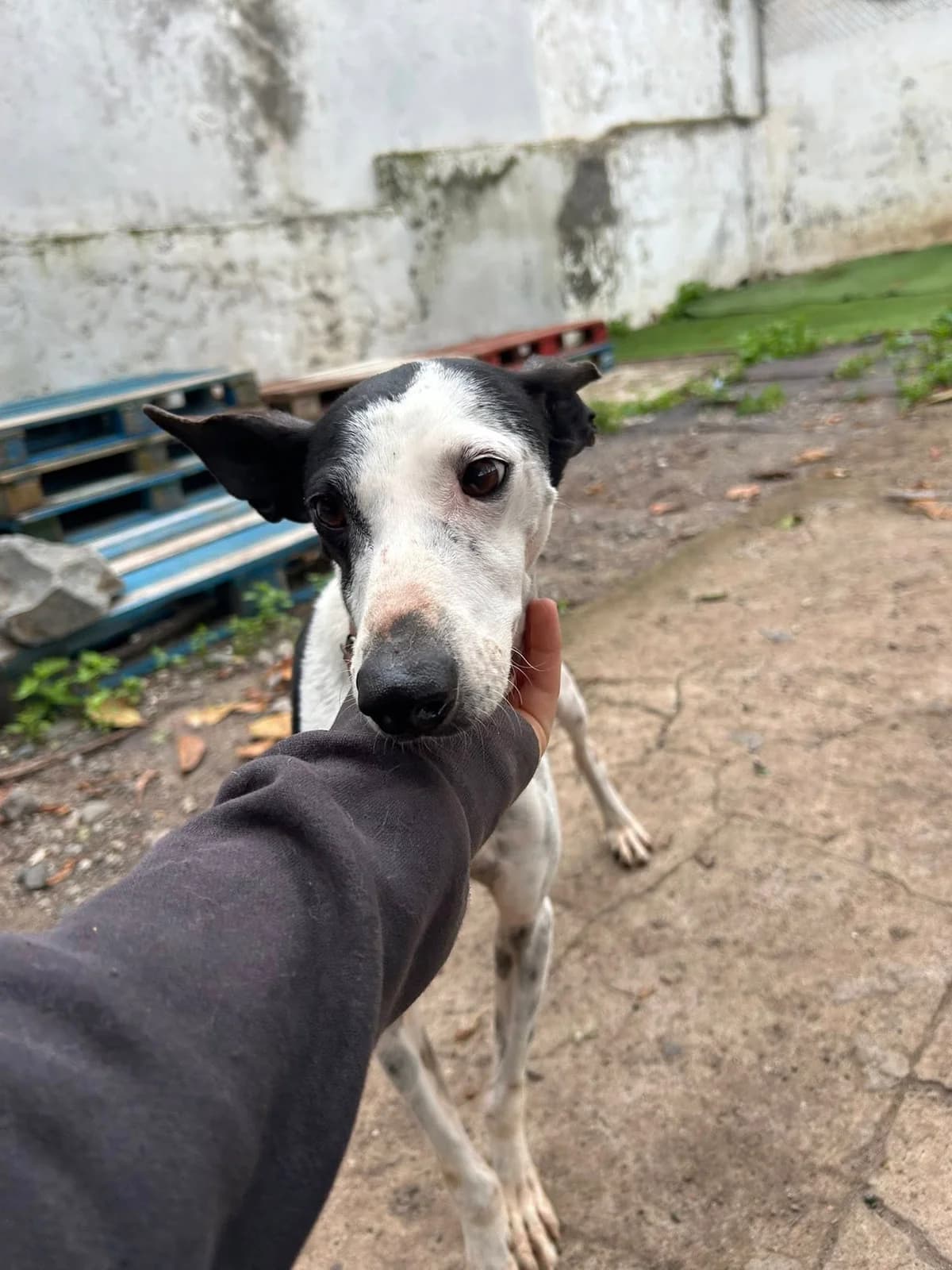 Bruno,  Mixed Breed for adoption at ADA Gran Canaria, Gran Canaria