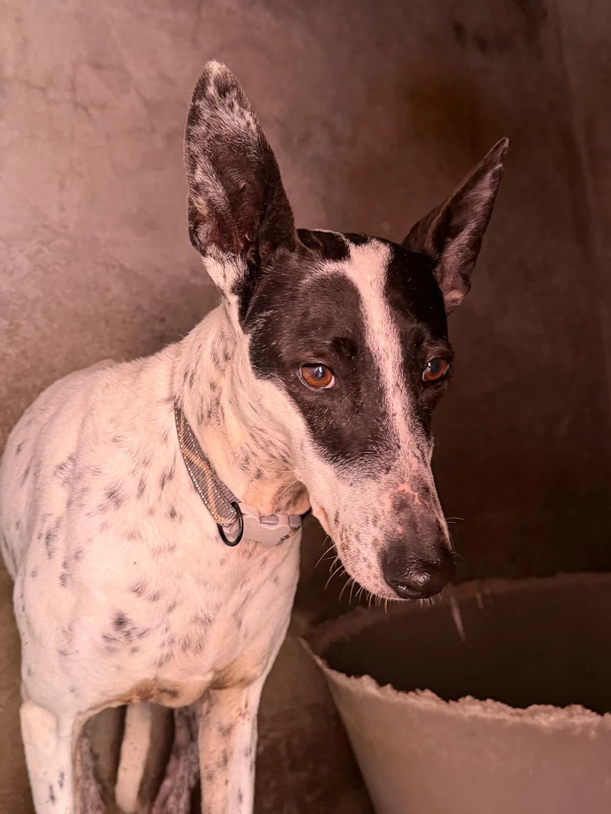 Tindaya, female Mixed Breed for adoption at ADA Gran Canaria, Gran Canaria