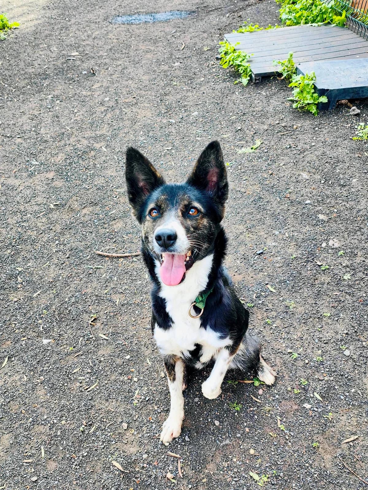 Duna (Preadoptada),  Mixed Breed for adoption at ADA Gran Canaria, Gran Canaria