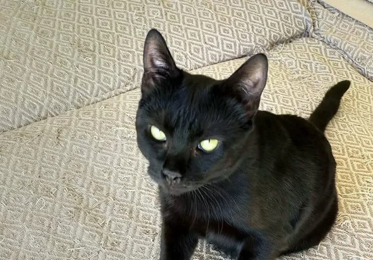 Nicodemo,  Mixed Breed for adoption at ADA Gran Canaria, Gran Canaria