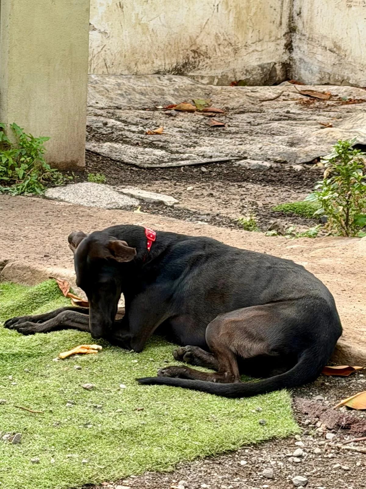 Mizuki (Preadoptada),  Mixed Breed for adoption at ADA Gran Canaria, Gran Canaria