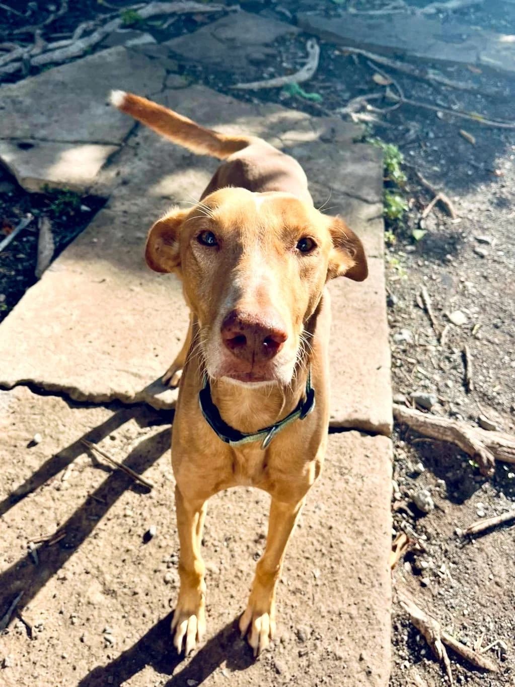 Mango,  Mixed Breed for adoption at ADA Gran Canaria, Gran Canaria