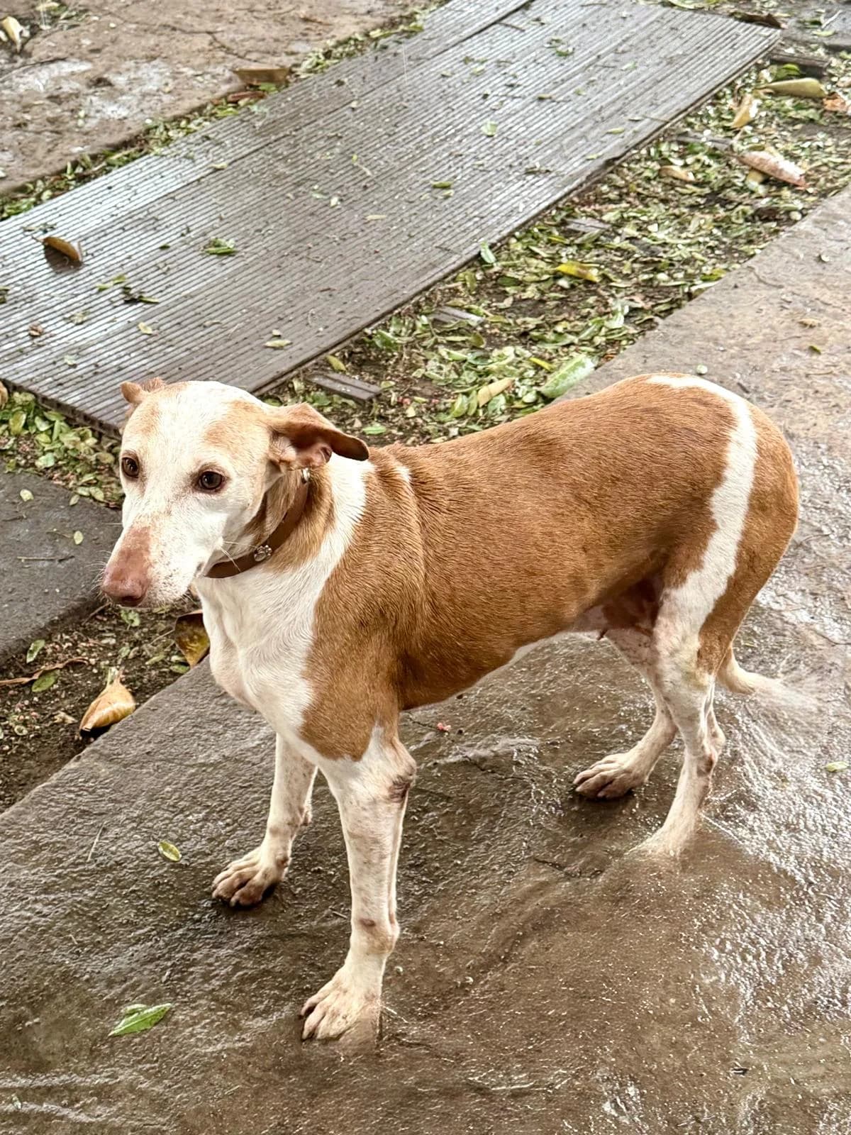 Tirajana,  Mixed Breed for adoption at ADA Gran Canaria, Gran Canaria