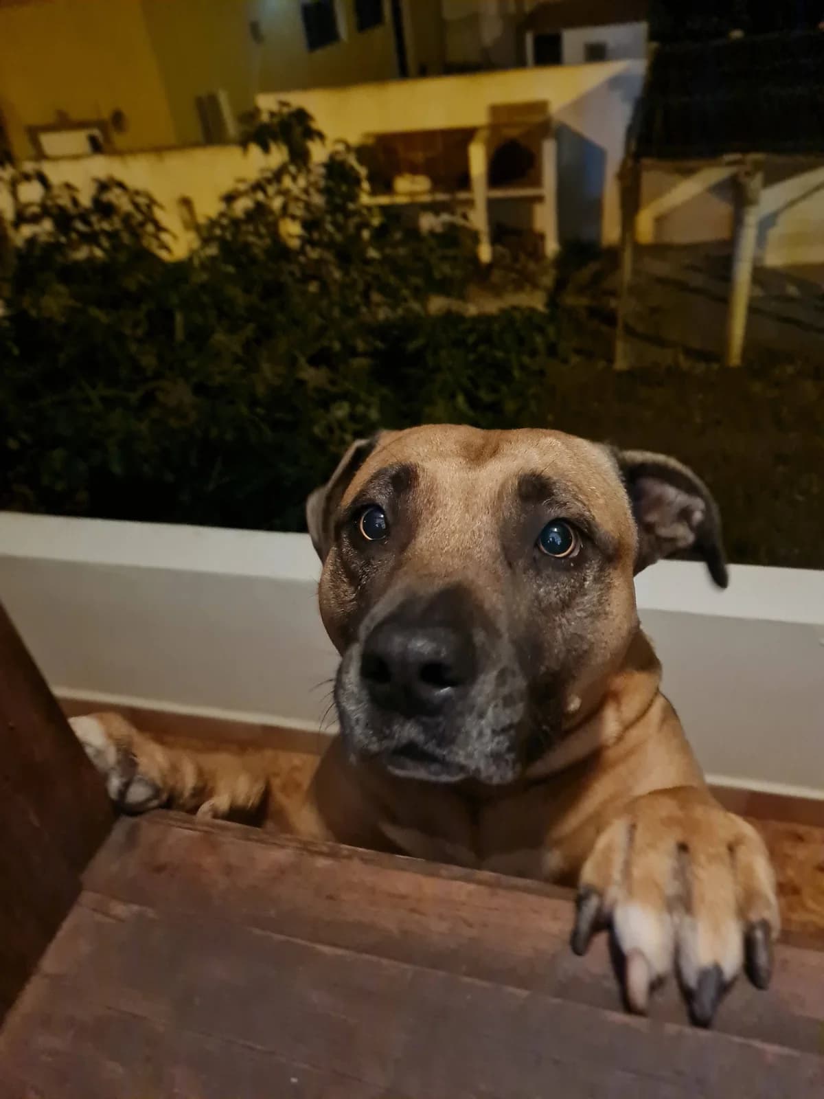 Lava, female Mixed Breed for adoption at ADA Gran Canaria, Gran Canaria