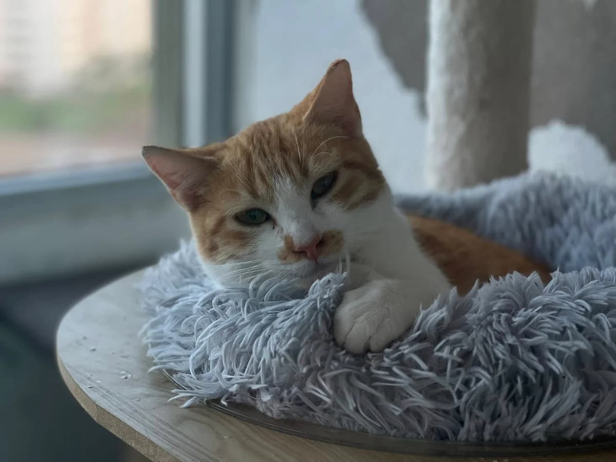 Garfield,  Mixed Breed for adoption at ADA Gran Canaria, Gran Canaria