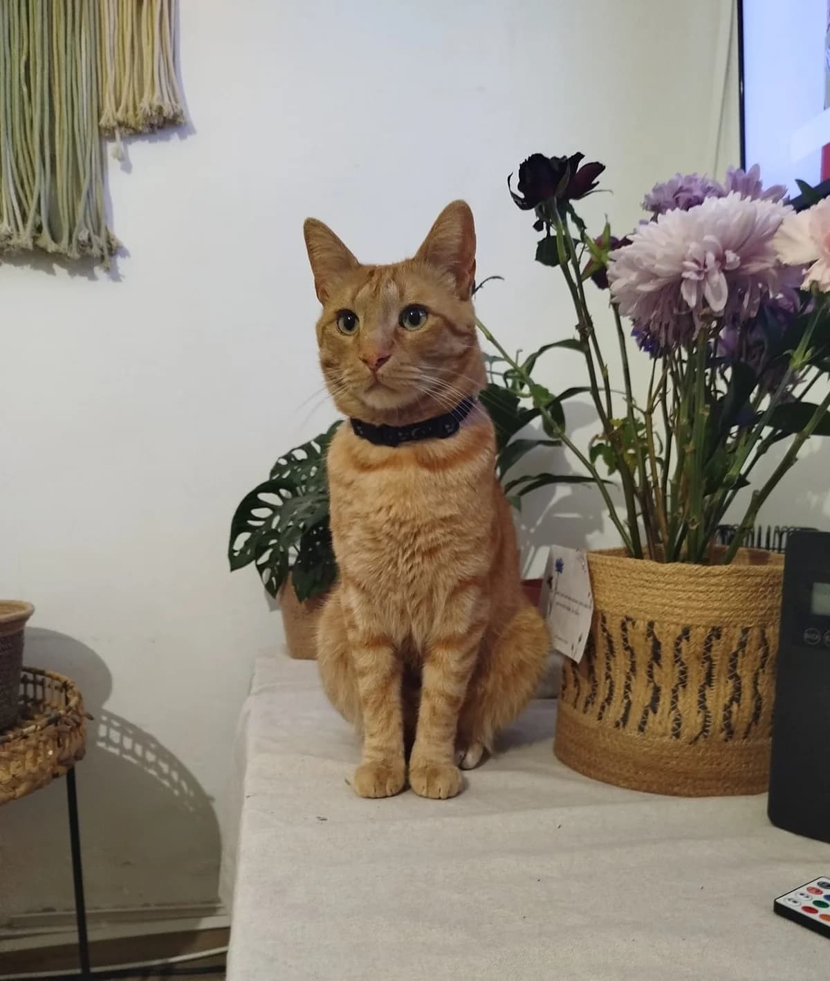 Nemo, Mixed Breed for adoption at ADAANA