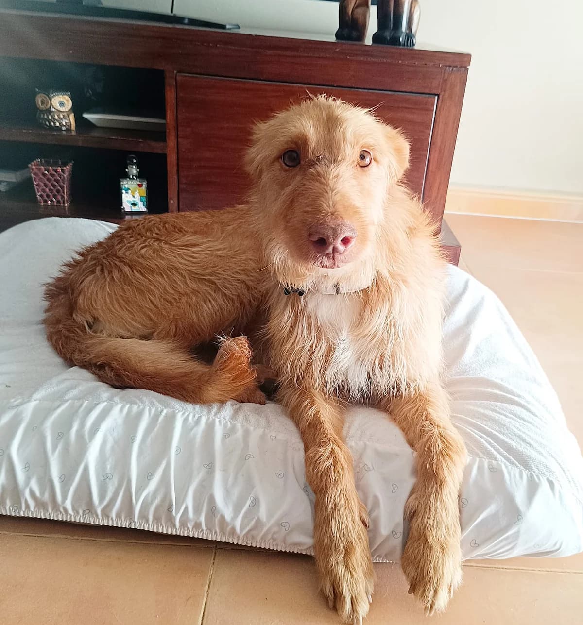 Betto, Mixed Breed for adoption at ADAANA