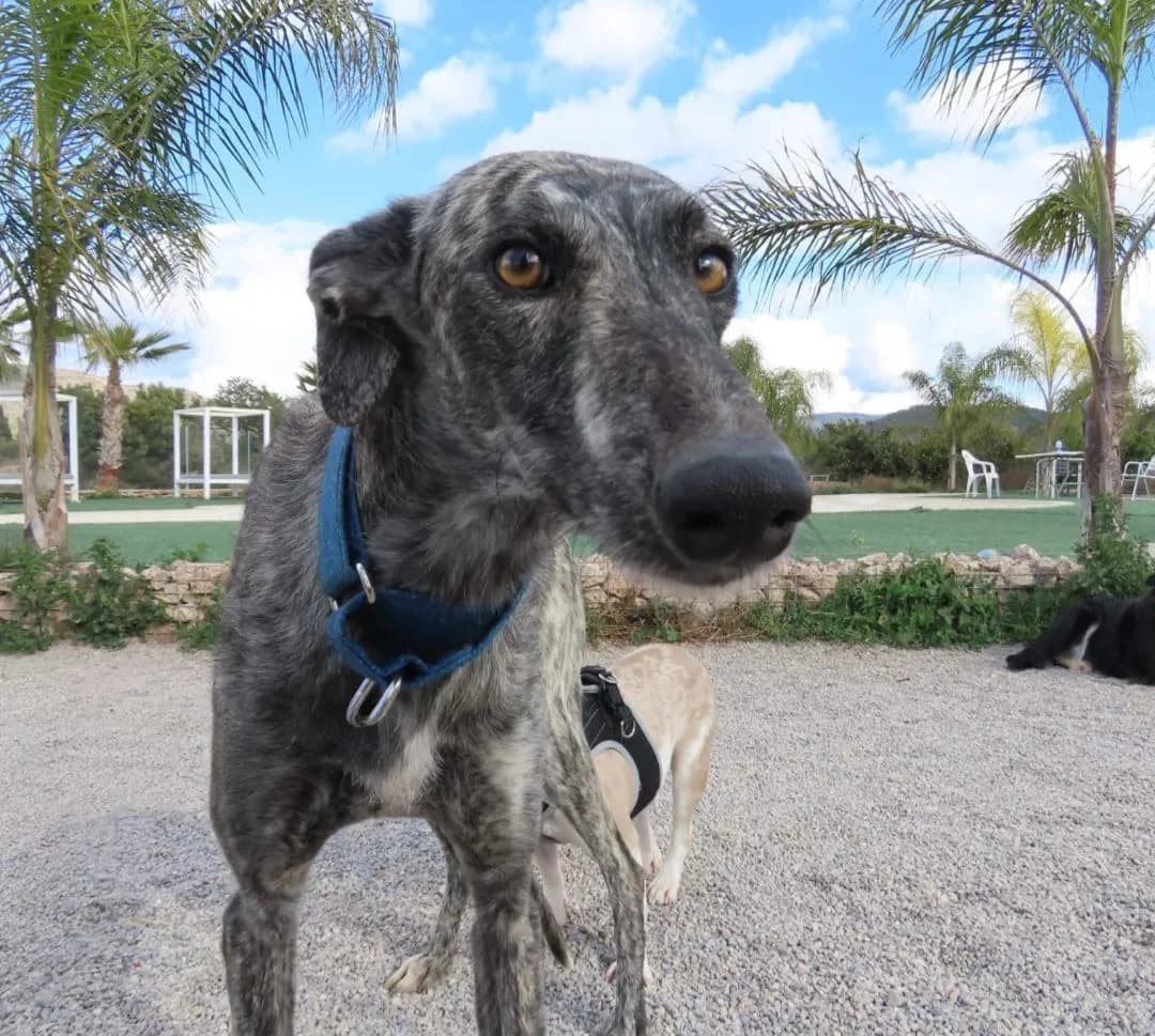 Nuuk, Mixed Breed for adoption at ADAANA