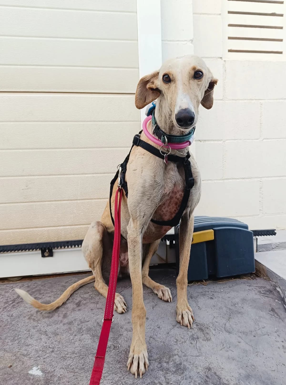 Hera, 3yo Mixed Breed for adoption at ADAANA
