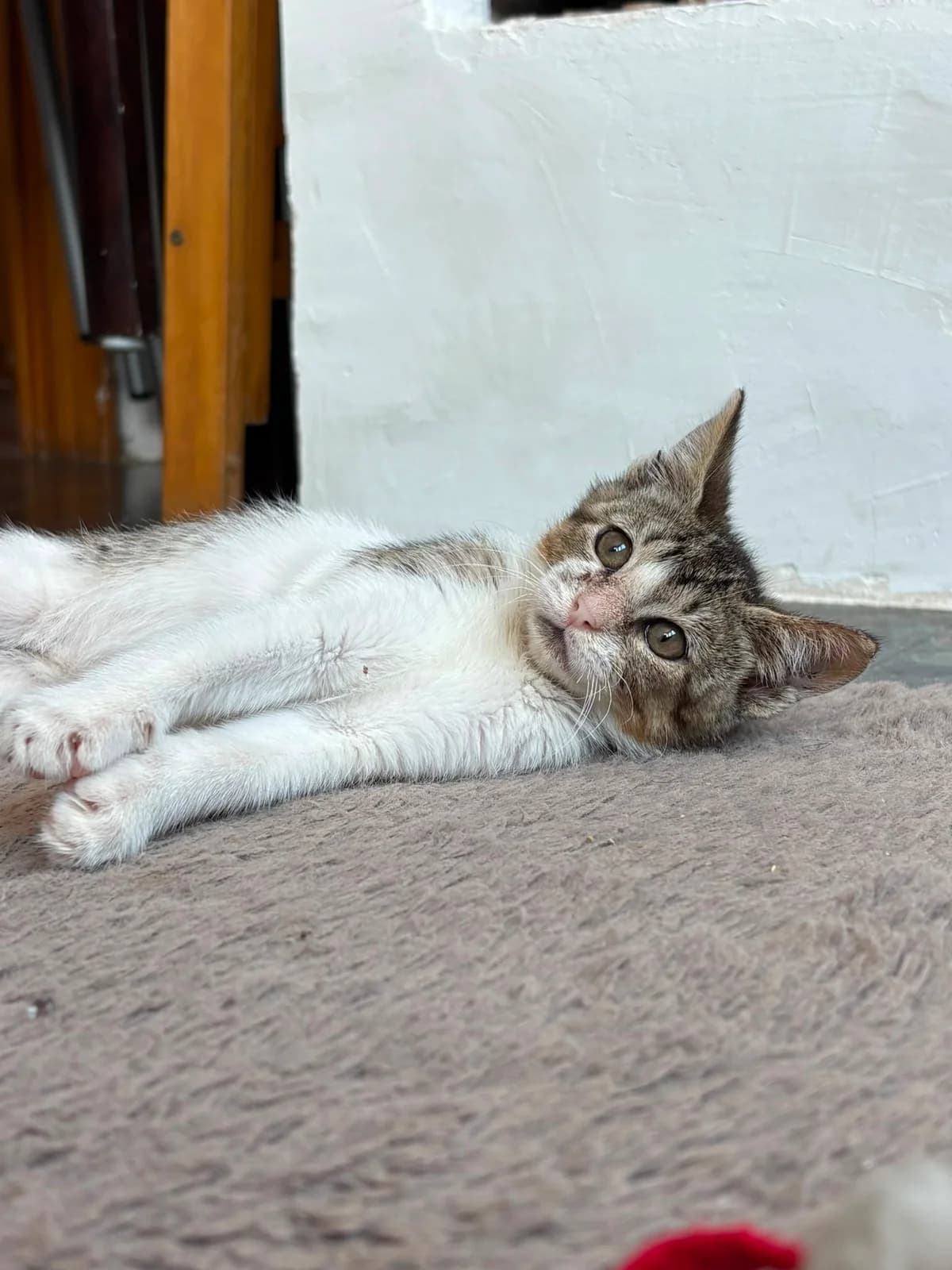 Raygun,  Mixed Breed for adoption at ADAANA