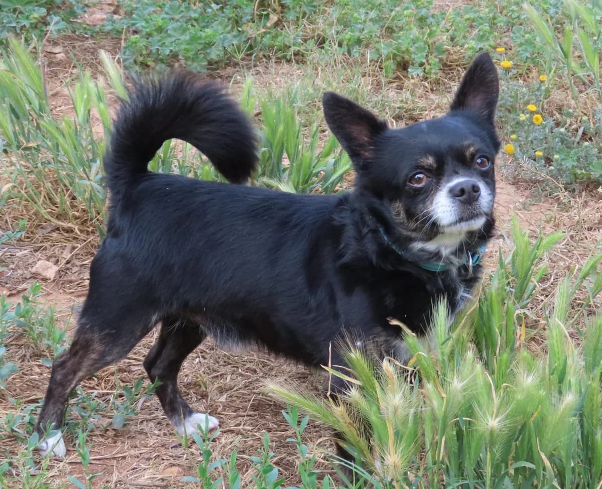 Pipo,  Mixed Breed for adoption at ADAANA