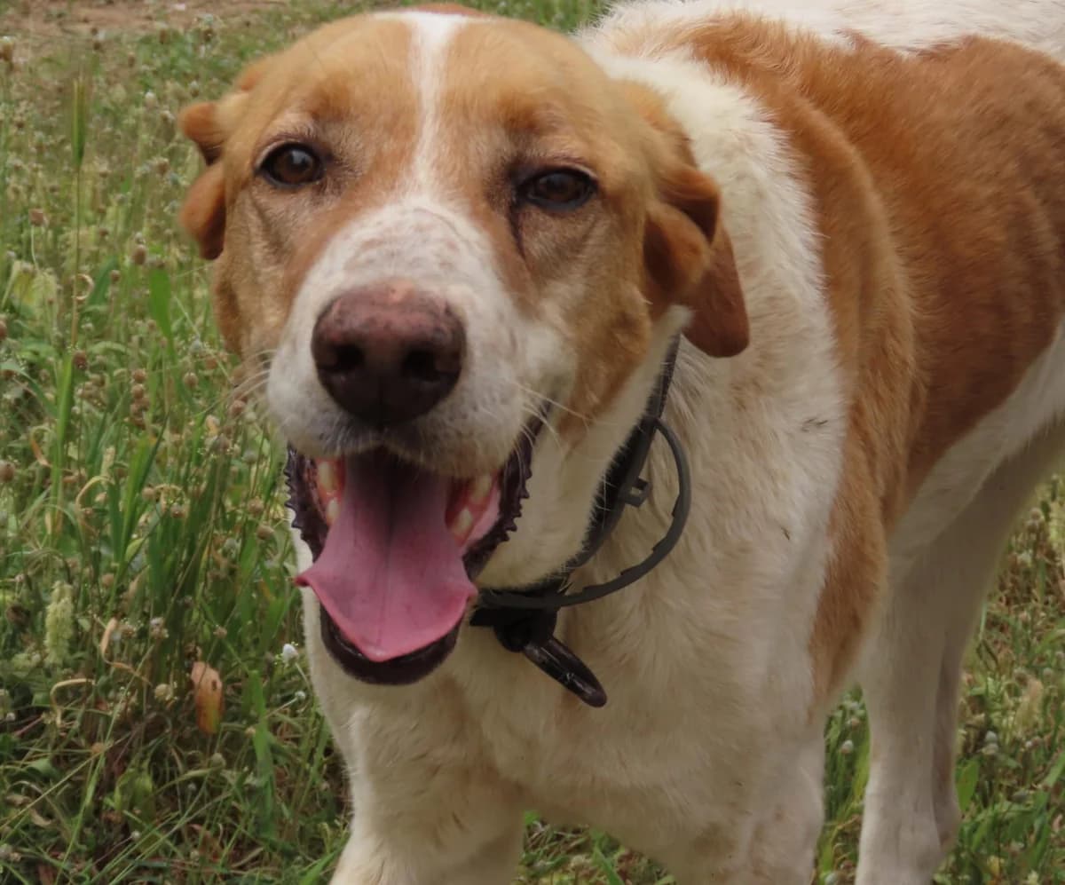 Akira,  Mixed Breed for adoption at ADAANA