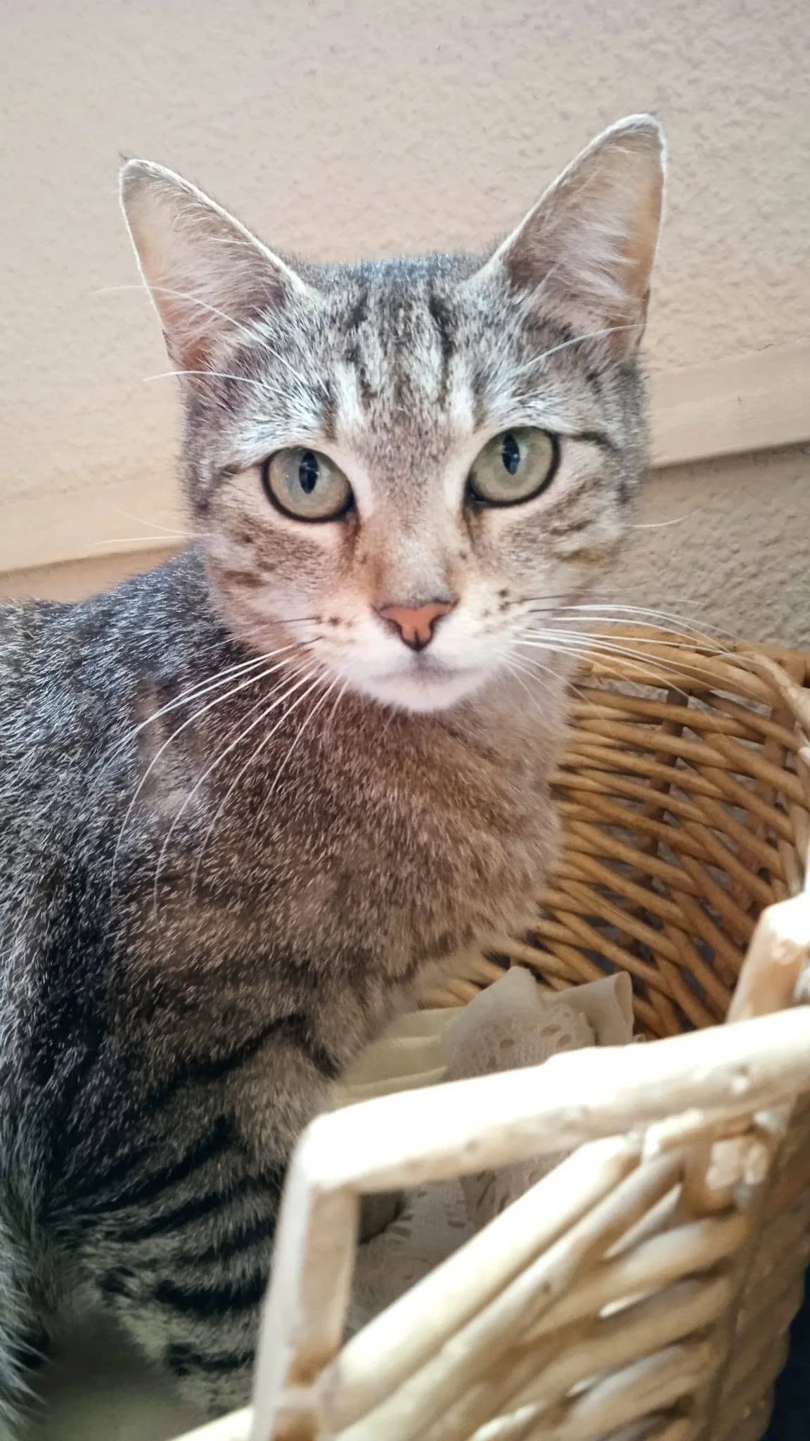 Deysi,  Mixed Breed for adoption at ADAANA