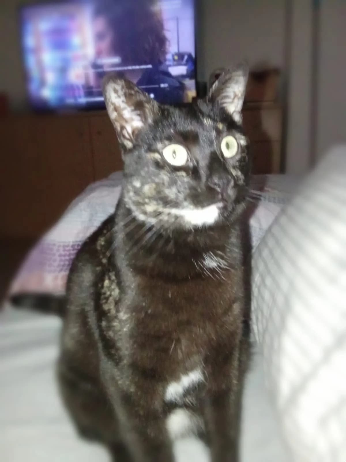 Tabata, Mixed Breed (ADAANA)