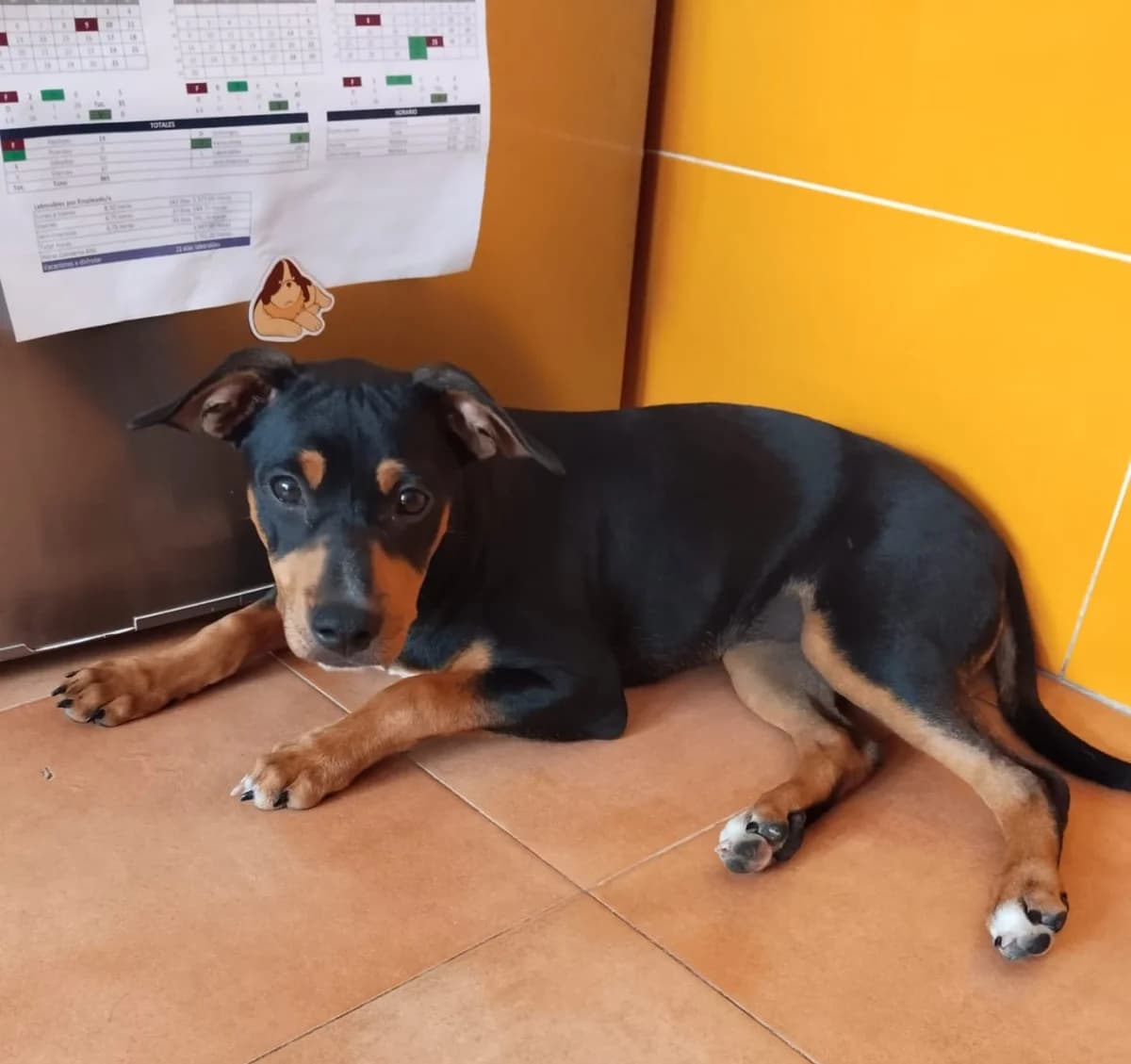 Zori, Mixed Breed (ADAANA)