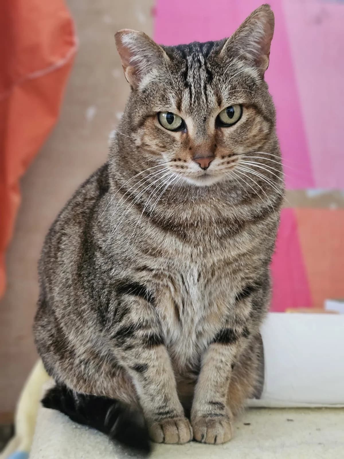Pardacer, Mixed Breed (ADAANA)