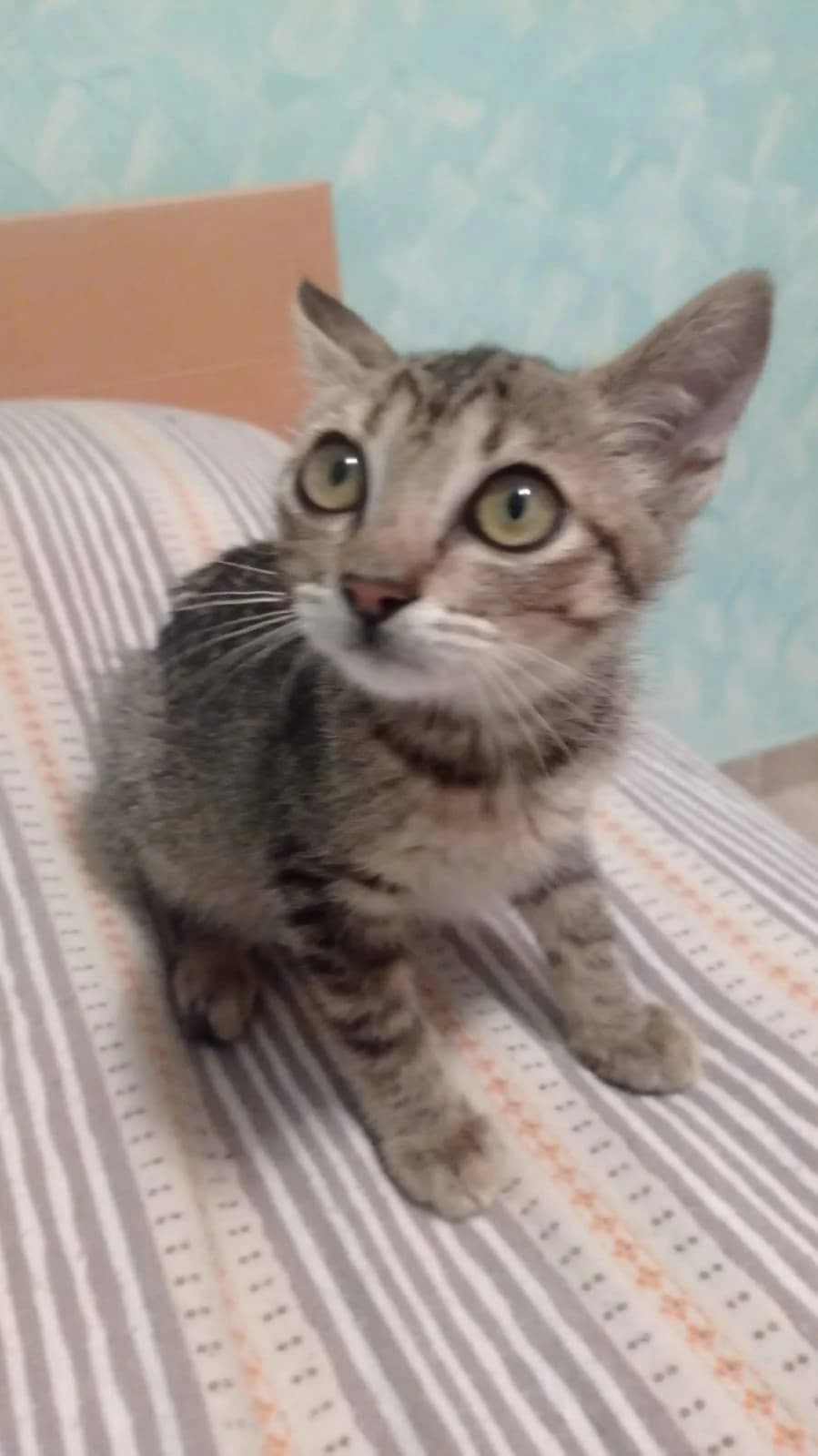 Sabelita,  Mixed Breed for adoption at ADAANA