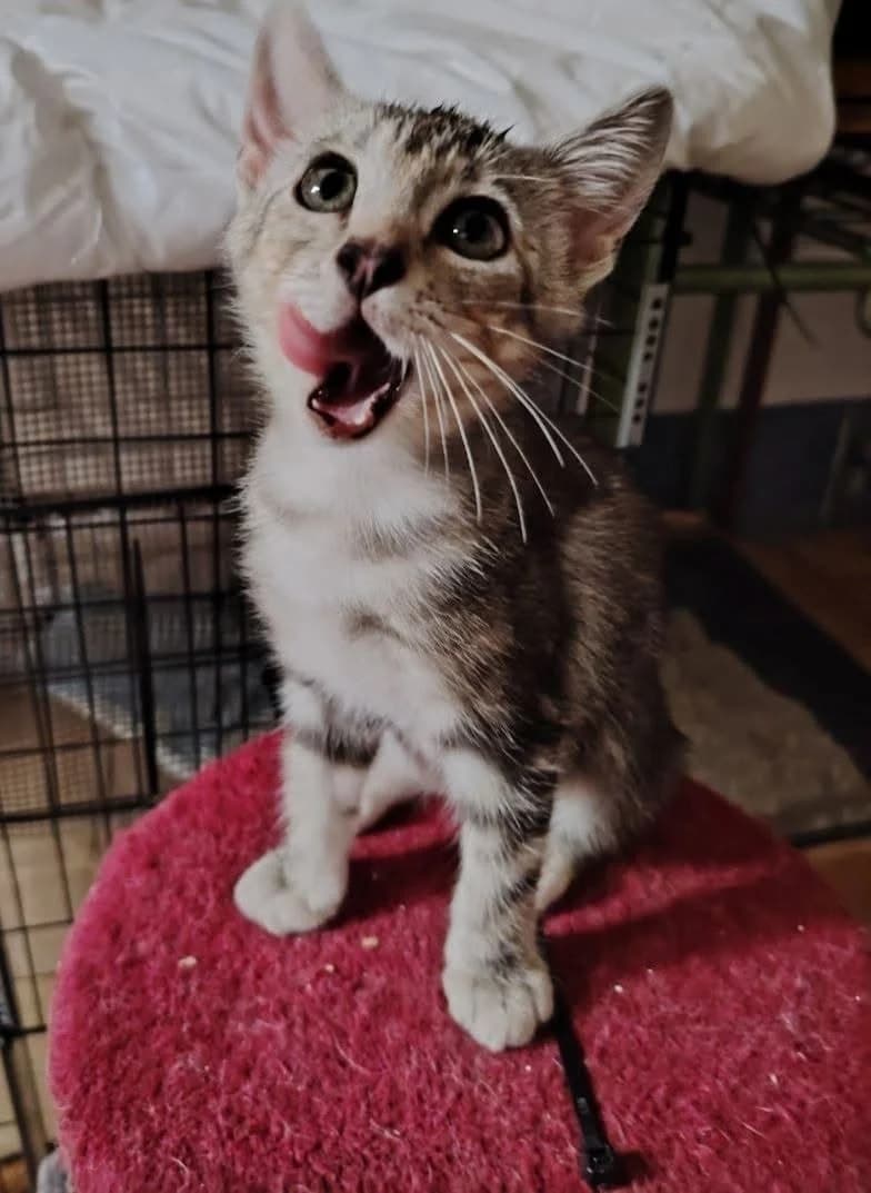 Jessie, Mixed Breed (ADAANA)
