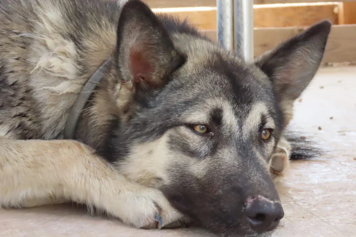 Logan,  Mixed Breed for adoption at ADAANA