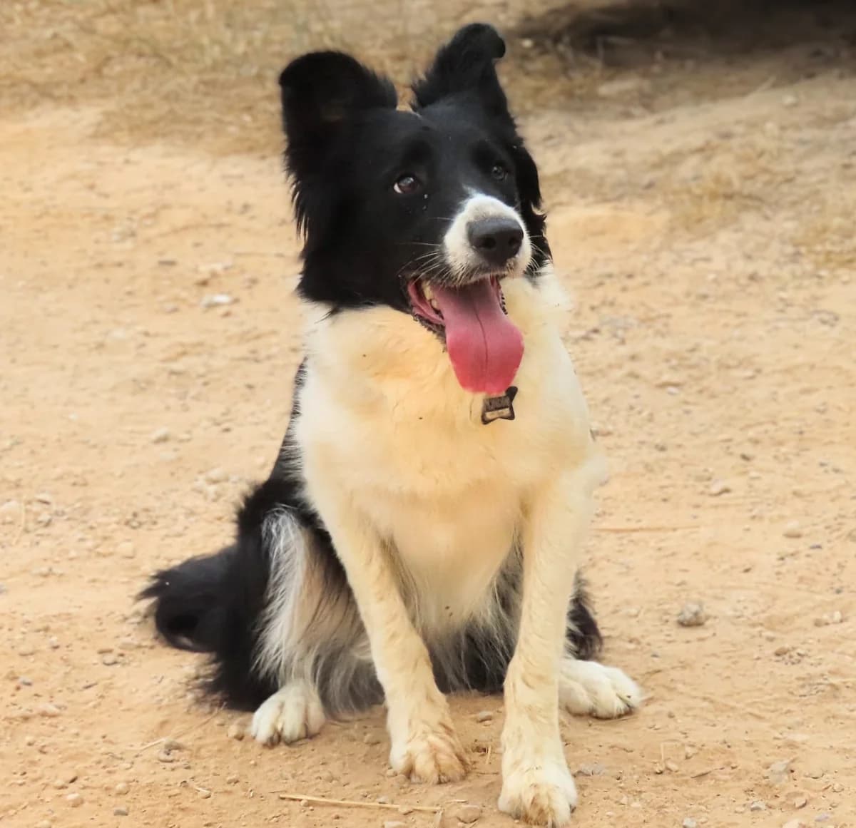 Chara,  Mixed Breed for adoption at ADAANA