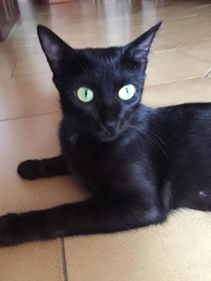 África,  Mixed Breed for adoption at ADAANA