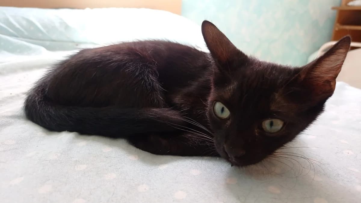 Paula,  Mixed Breed for adoption at ADAANA