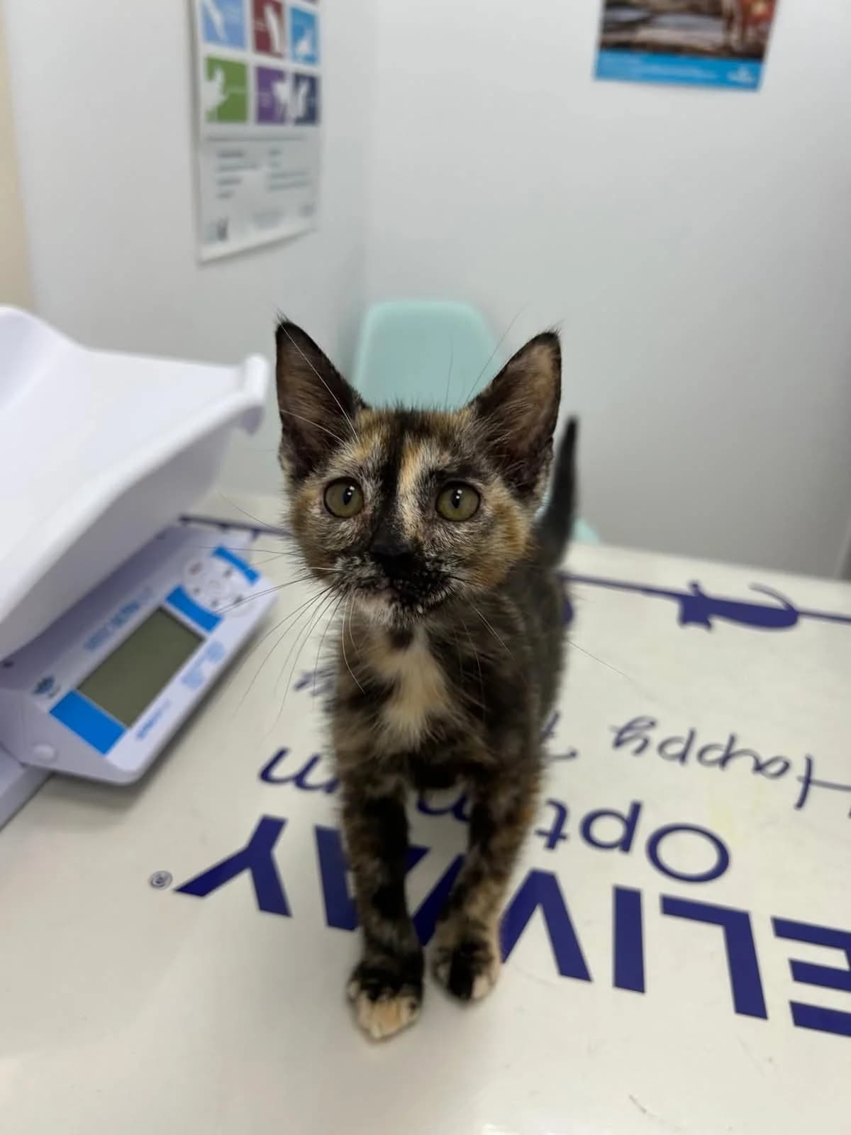 Misa,  Mixed Breed for adoption at ADAANA