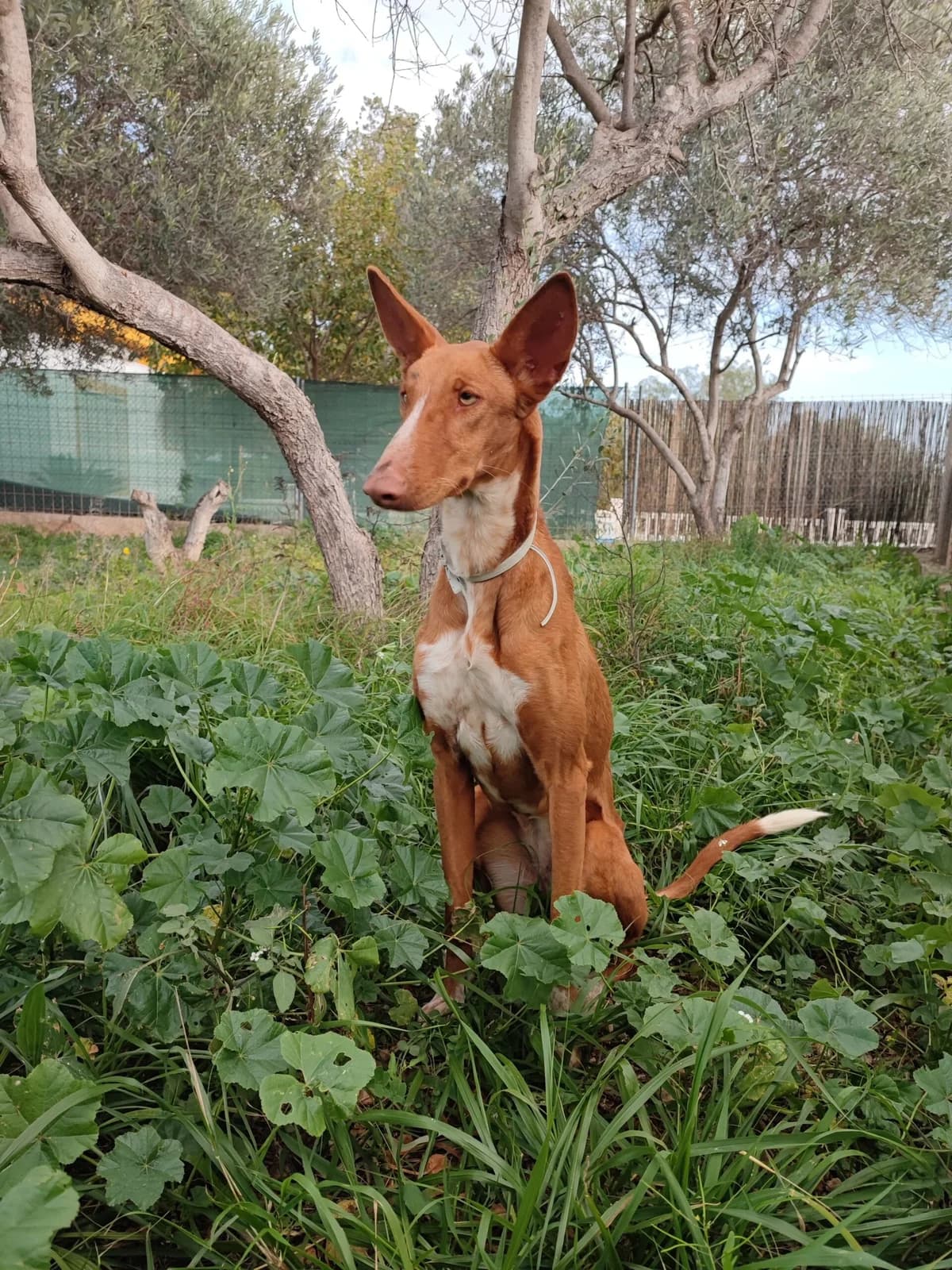 Astrid,  Mixed Breed for adoption at ADAANA