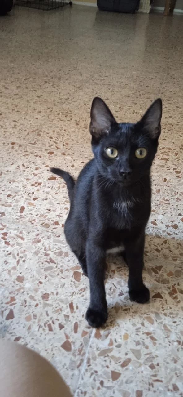 Kiraz,  puppy Mixed Breed for adoption at ADAANA