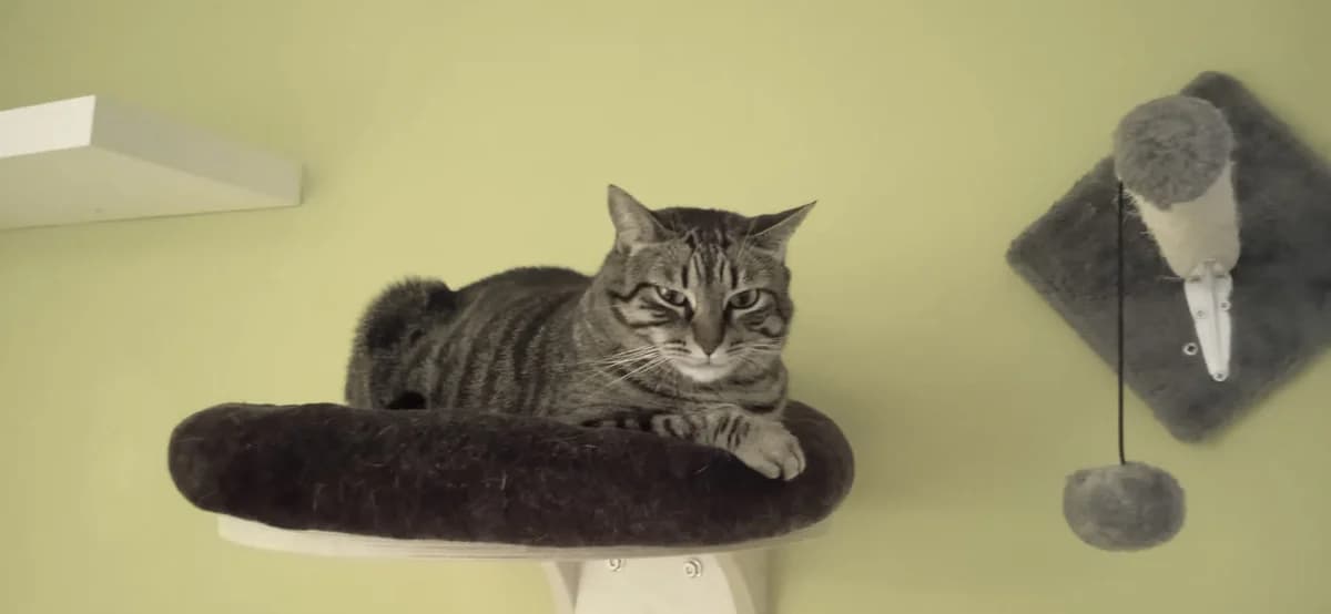 América,  Mixed Breed for adoption at ADAANA