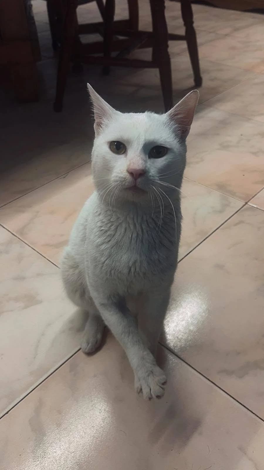 Garry,  Mixed Breed for adoption at ADAANA