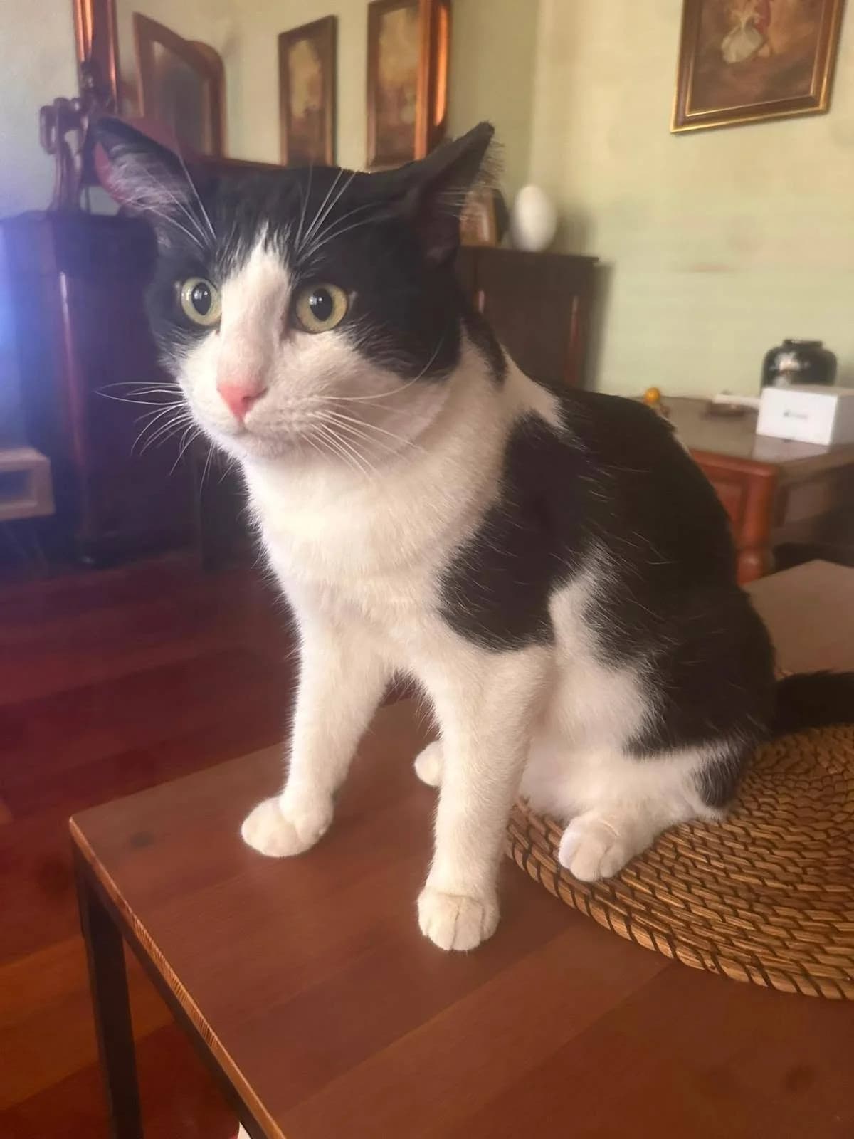 Antoni,  Mixed Breed for adoption at ADAANA