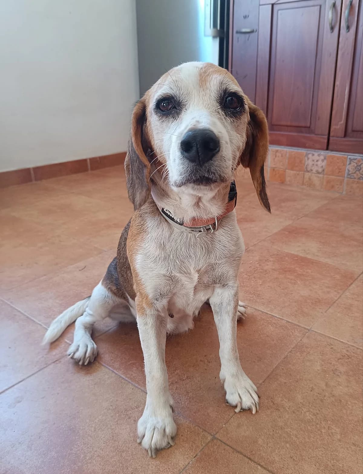 Jaika,  Mixed Breed for adoption at ADAANA