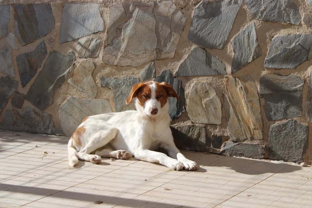 Centella, Mixed Breed for adoption at ADAANA