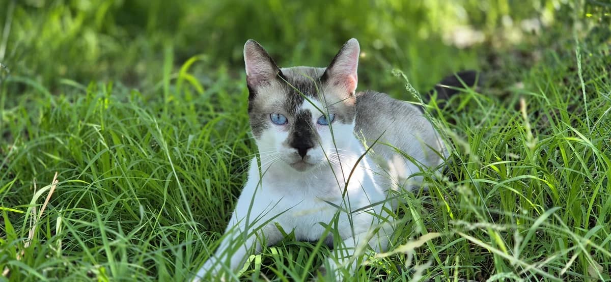 Atlas, Mixed Breed for adoption at ADAANA
