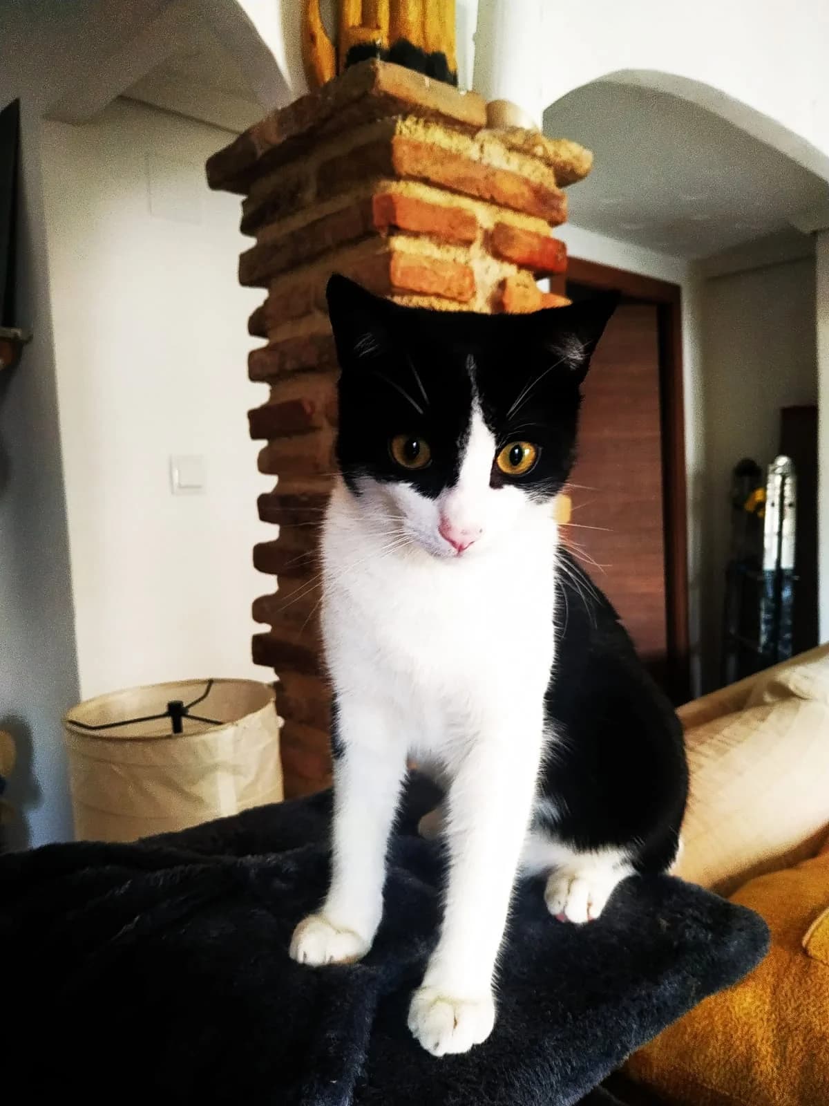 Chadler, Mixed Breed for adoption at ADAANA