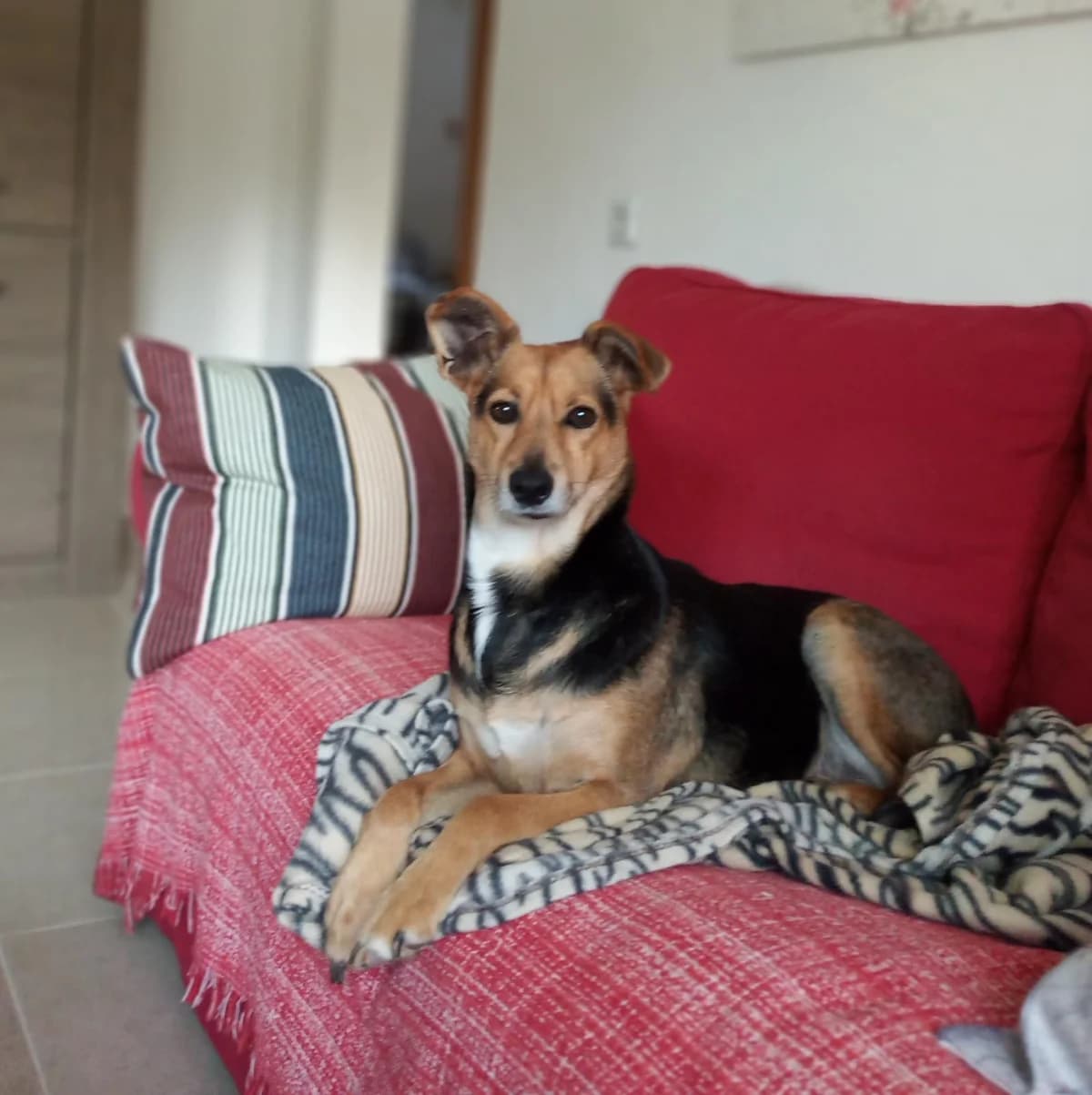 Dolsa, Mixed Breed for adoption at ADAANA