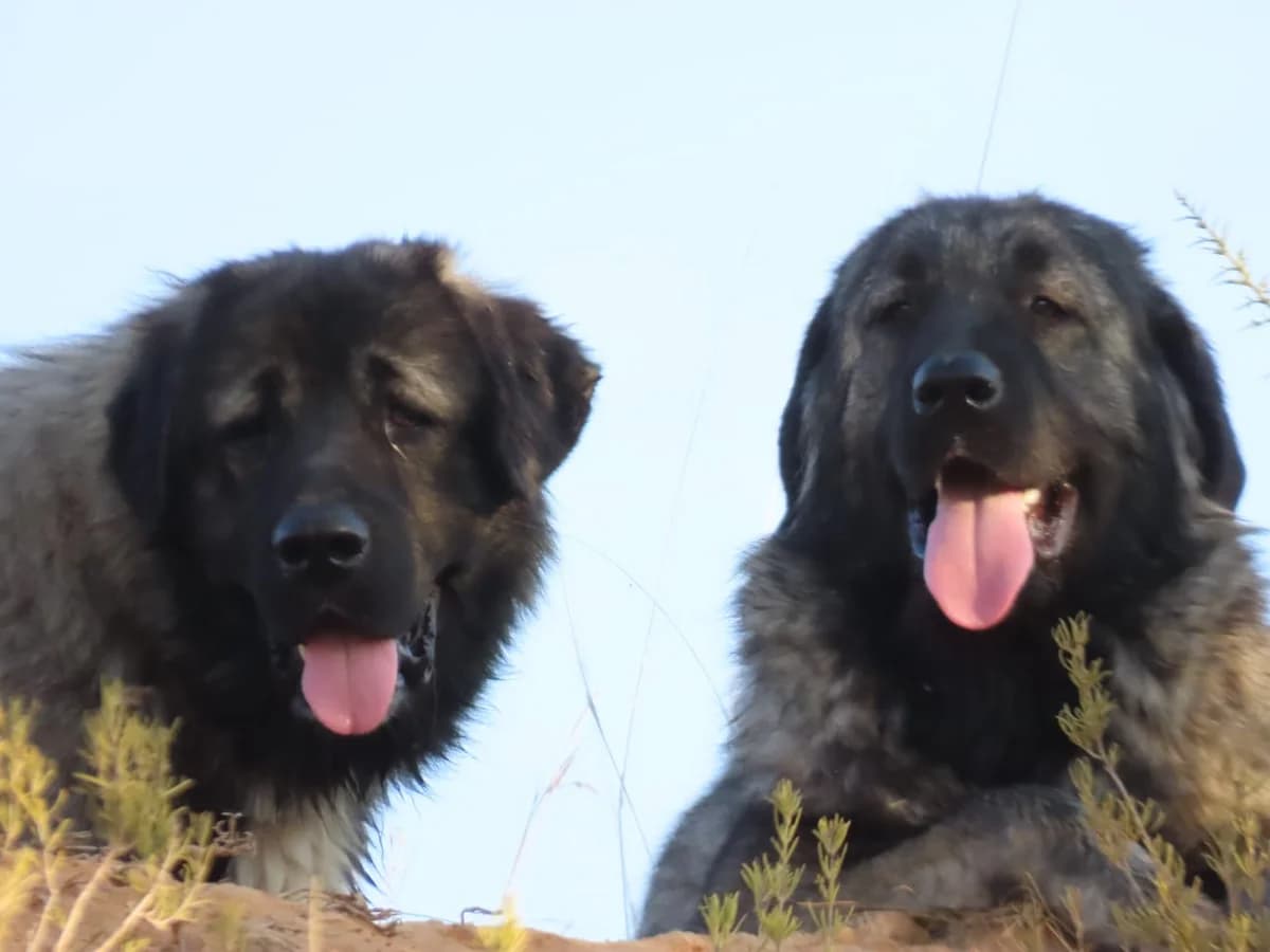 Mole y Fiona, Mixed Breed for adoption at ADAANA