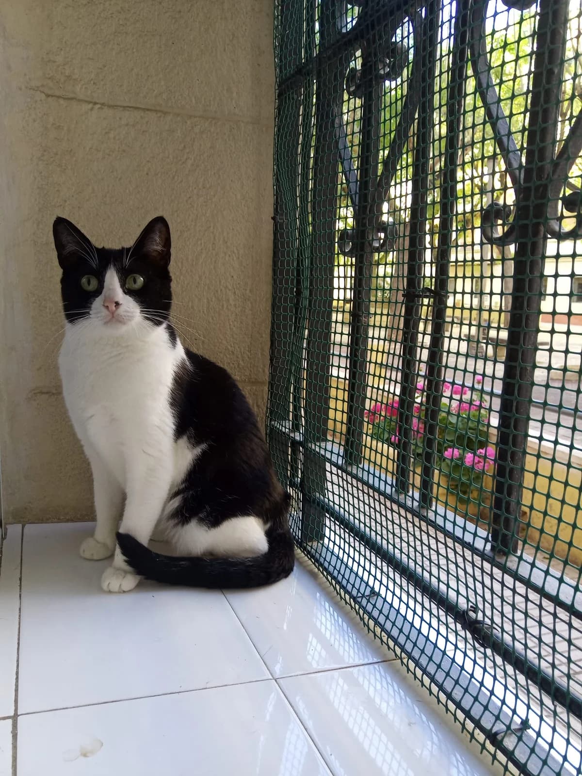 Ena, Mixed Breed for adoption at ADAANA
