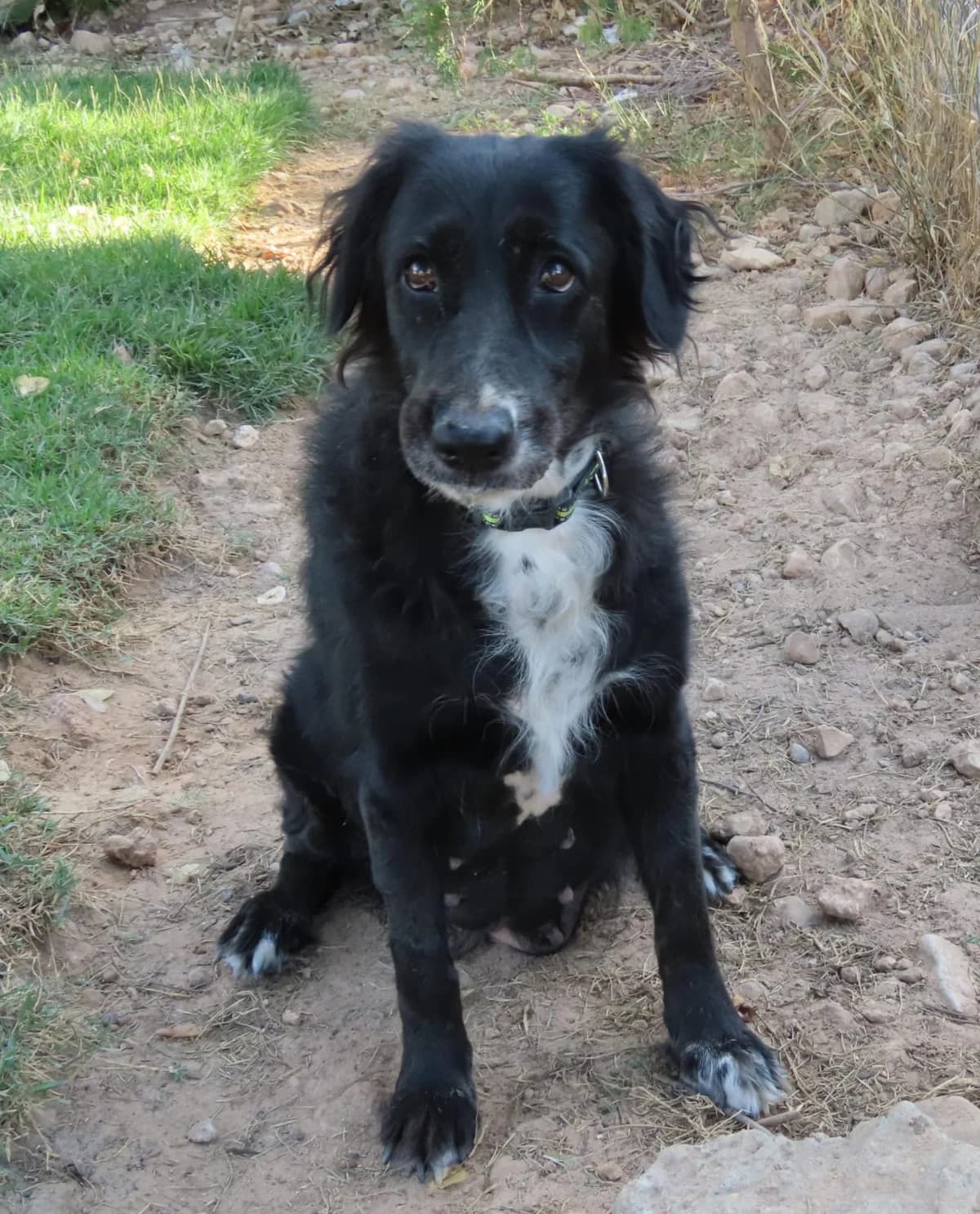 Nuki, senior Mixed Breed for adoption at ADAANA