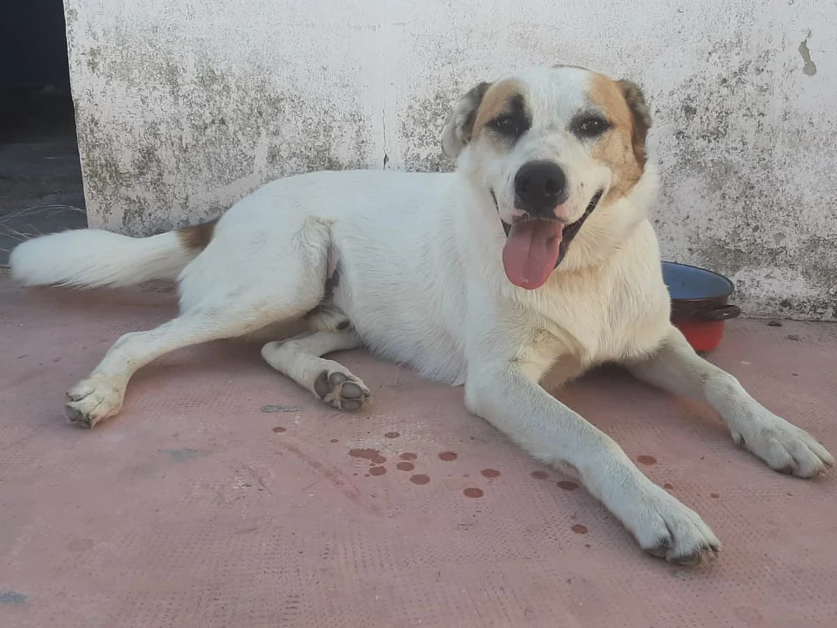 Thabor, Mixed Breed for adoption at ADAANA