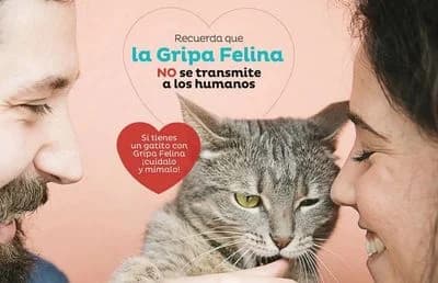 CALICIVIRUS,  Mixed Breed for adoption at ADALA Zaragoza, Zaragoza — photo 2 of 2